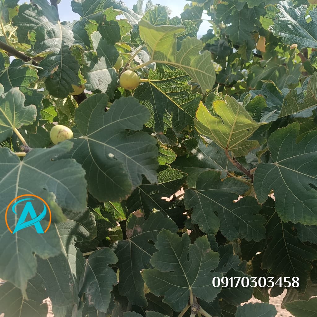 تصویر 1 از فروش ویژه انجیر دمنوشی ریز + خرید مستقیم از باغدار